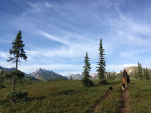 horse, alaskan horseback adventures, wilderness, alaska, wilderness, alaska range