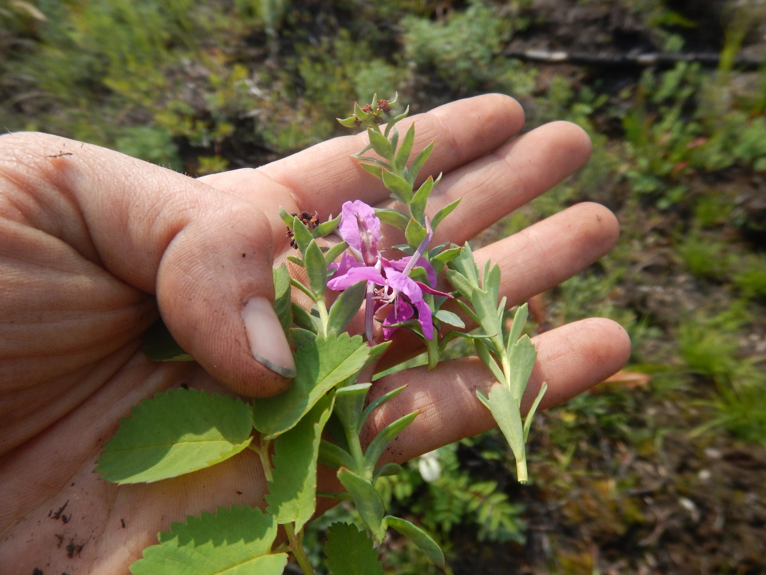 Wild Alaska Edible & Medicinal Plants Apricity Alaska