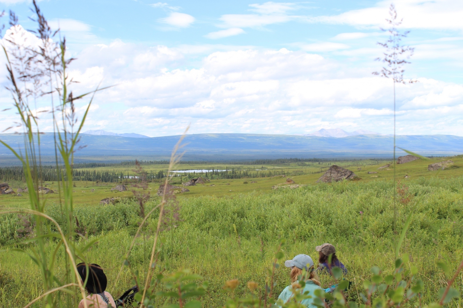 Wild Alaska Edible & Medicinal Plants Apricity Alaska