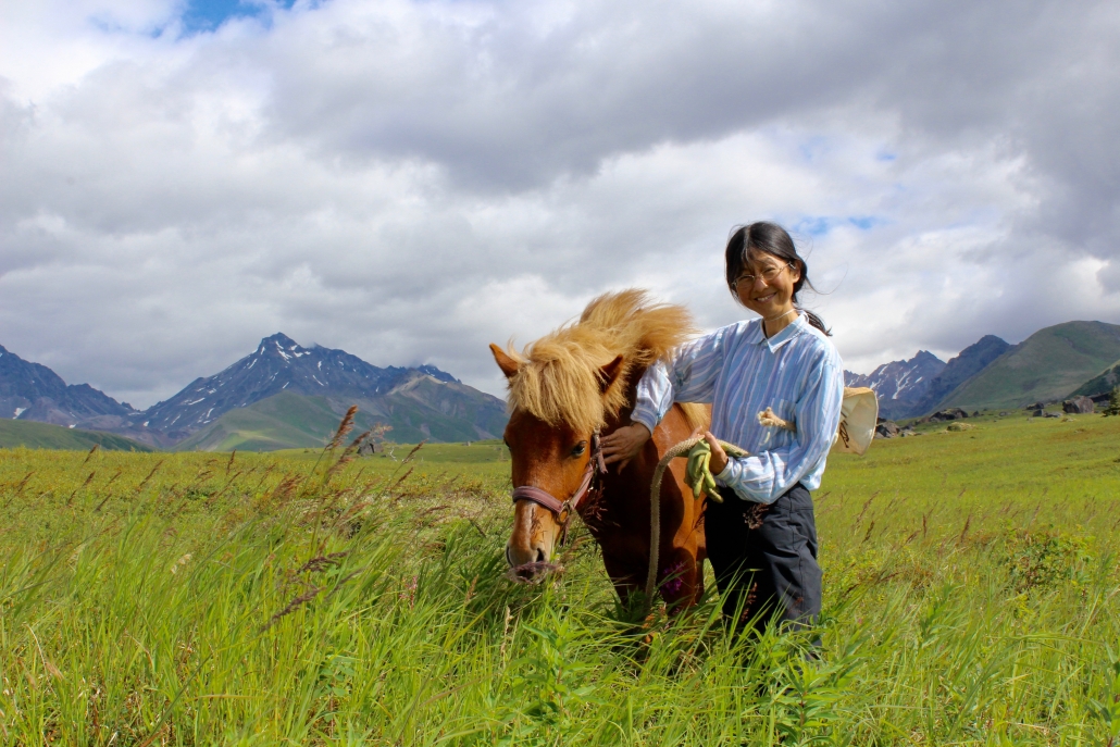 icelandic horse, alaska, wilderness, alaskan horse, alpine, alaska range