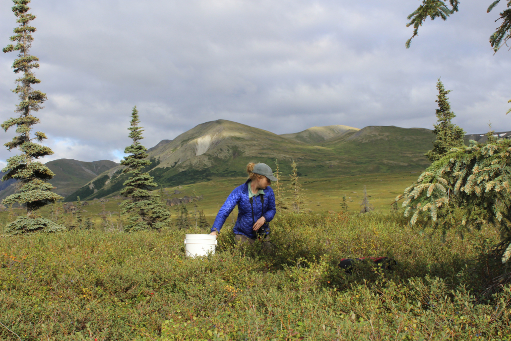 berries, alaska range, wilderness, alaska